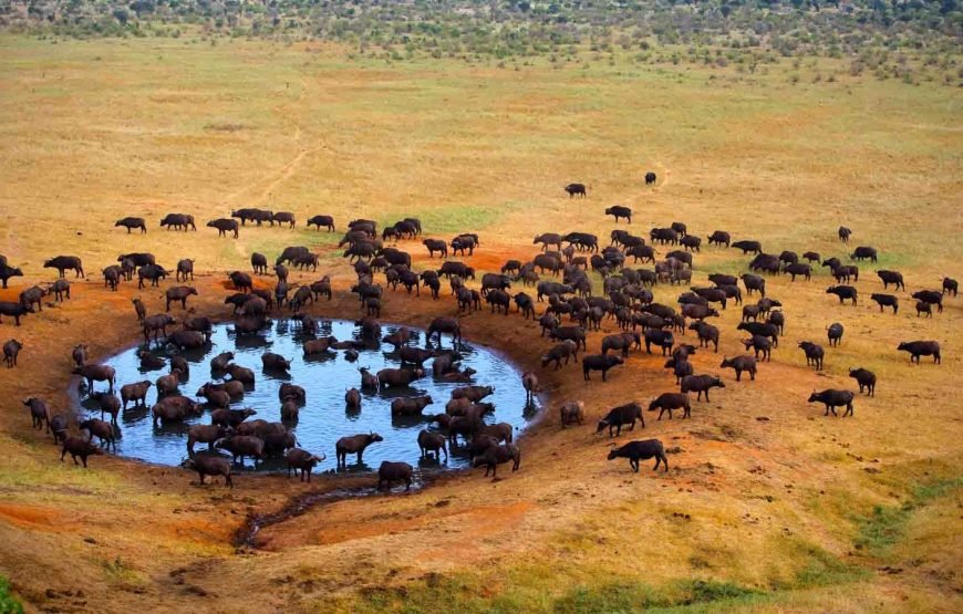 1 Night Safari to Meru National Park
