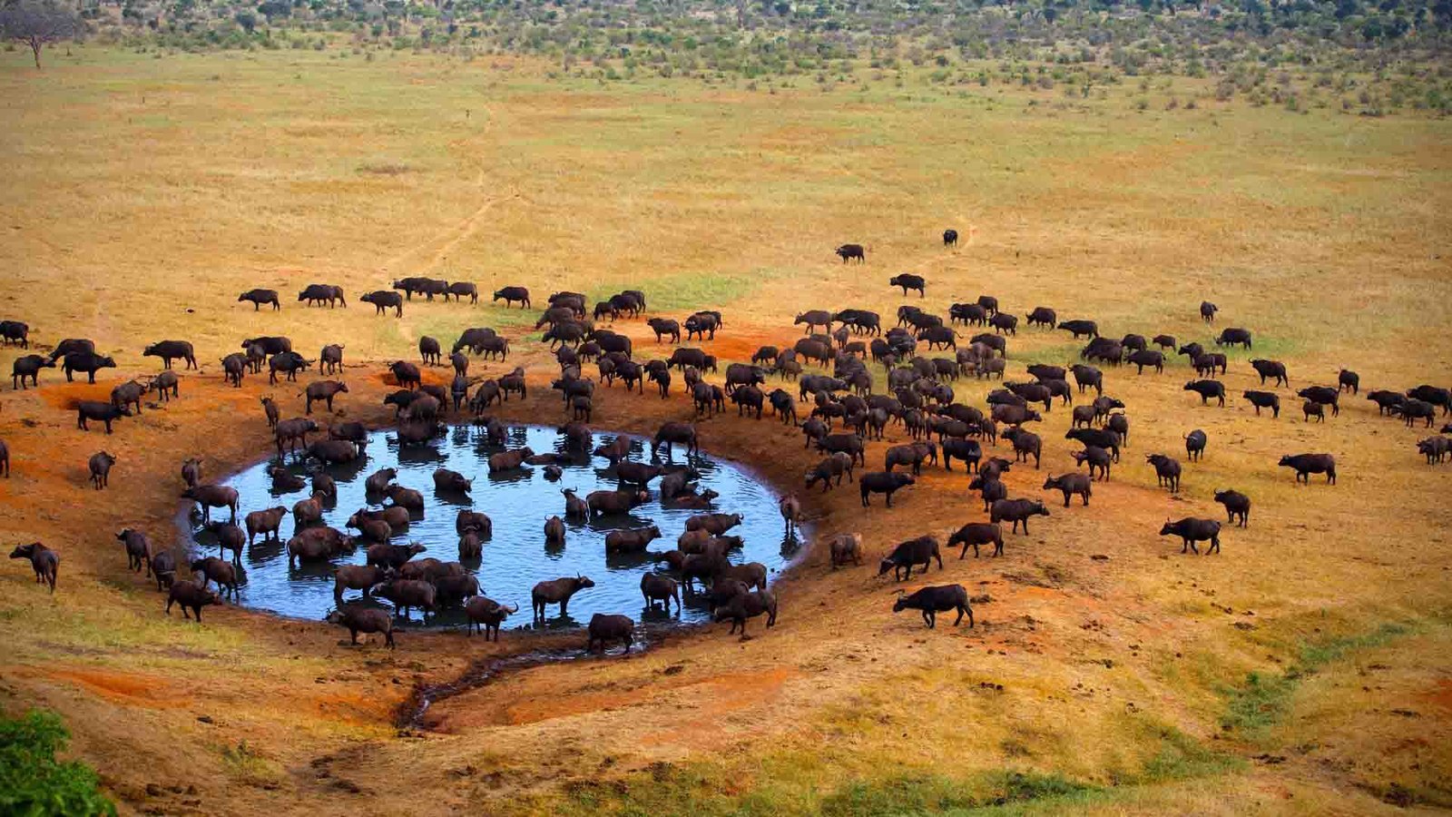 Day 1: Nairobi to Meru National Park