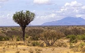 Day 2: Meru National Park to Nairobi