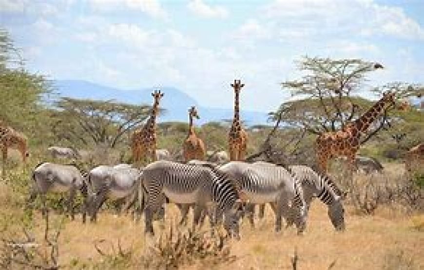 1 Night Safari to Meru National Park