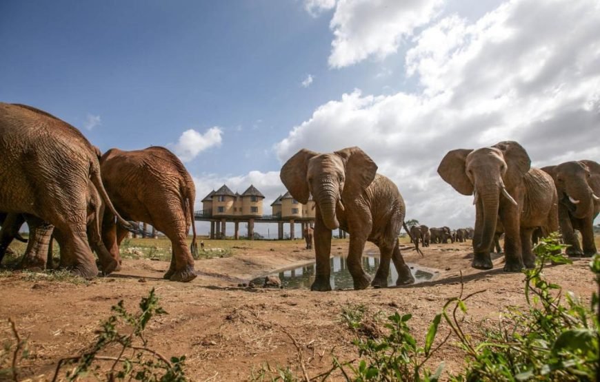 3 Days / 2 Nights Taita Hills Wildlife Sanctuary Safari