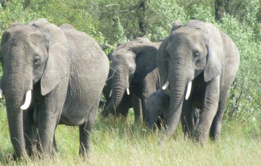 5 Days / 4 Nights Safari to Aberdare, Nakuru, and Amboseli from Nairobi