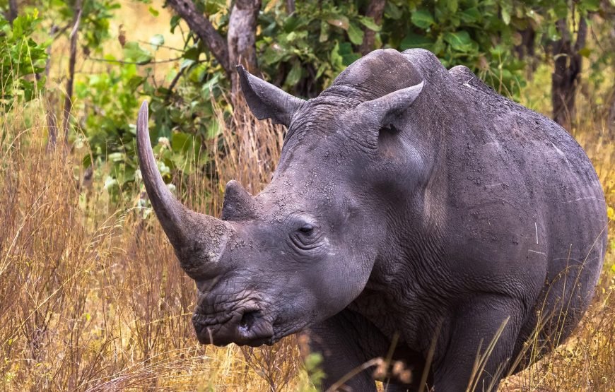 3 Days / 2 Nights Ol Pejeta Conservancy Safari