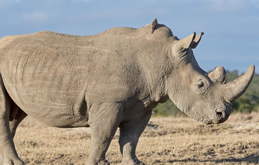 3 Days / 2 Nights Ol Pejeta Conservancy Safari