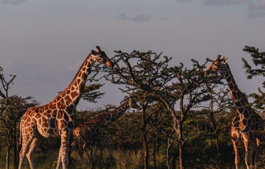 3 Days / 2 Nights Ol Pejeta Conservancy Safari