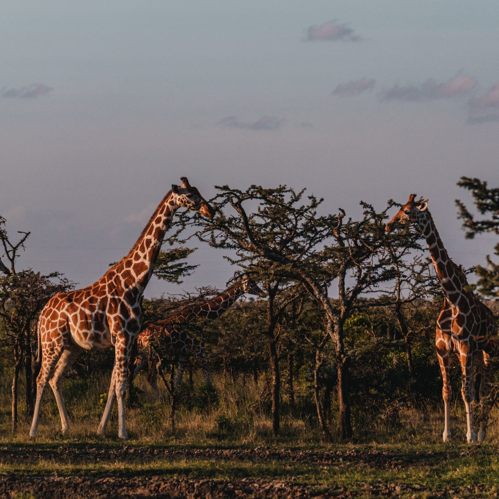 Day 2: Full Day in Ol Pejeta