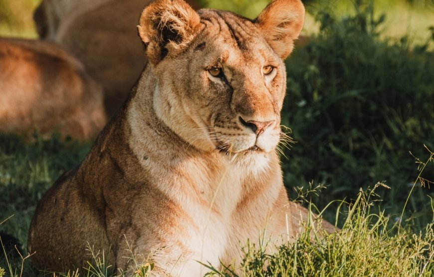 3 Days / 2 Nights Ol Pejeta Conservancy Safari