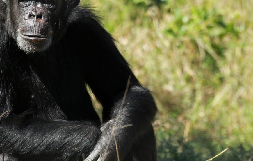 3 Days / 2 Nights Ol Pejeta Conservancy Safari