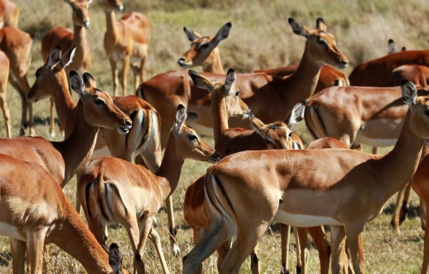 3 Days / 2 Nights Ol Pejeta Conservancy Safari