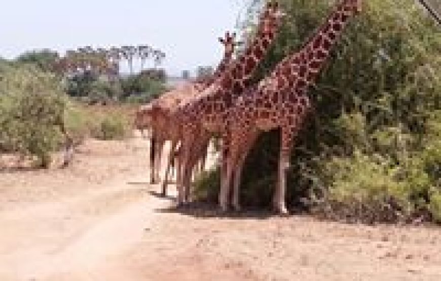 3 Days / 2 Nights Samburu Reserve Safari