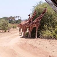 Day 1: Nairobi to Samburu National Reserve