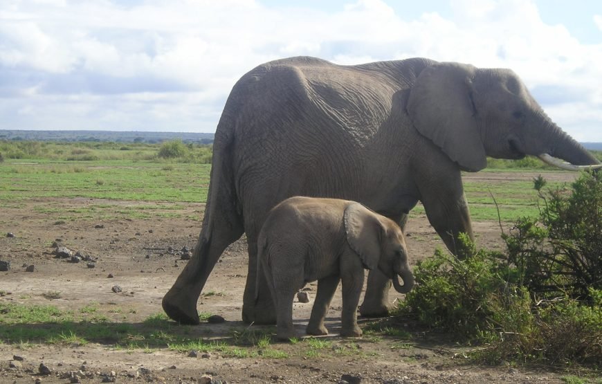 5 Days / 4 Nights Safari to Aberdare, Nakuru, and Amboseli from Nairobi