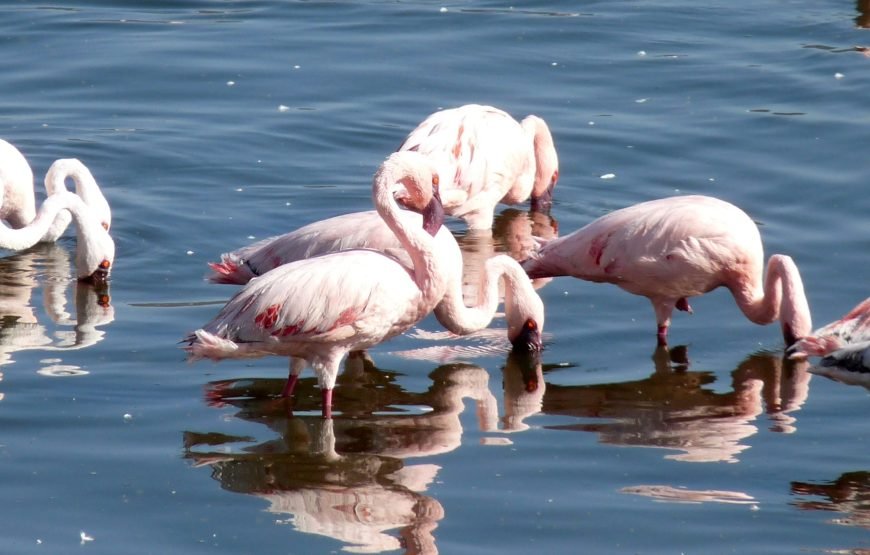 4 Days / 3 Nights Lake Naivasha & Maasai Mara Safari from Nairobi