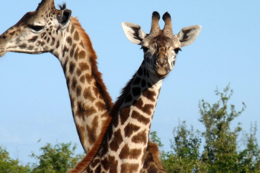 5 Days / 4 Nights Safari to Aberdare, Nakuru, and Masai Mara from Nairobi