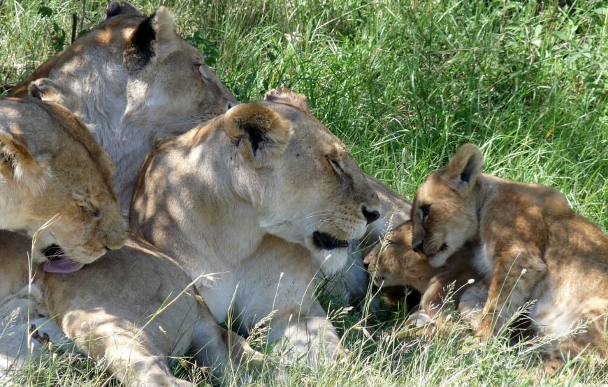 5 Days / 4 Nights Safari to Aberdare, Nakuru, and Masai Mara from Nairobi