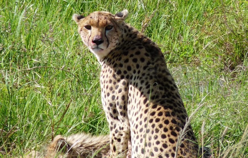 6 Days / 5 Nights Safari to Amboseli, Aberdare, Nakuru, and Masai Mara from Nairobi