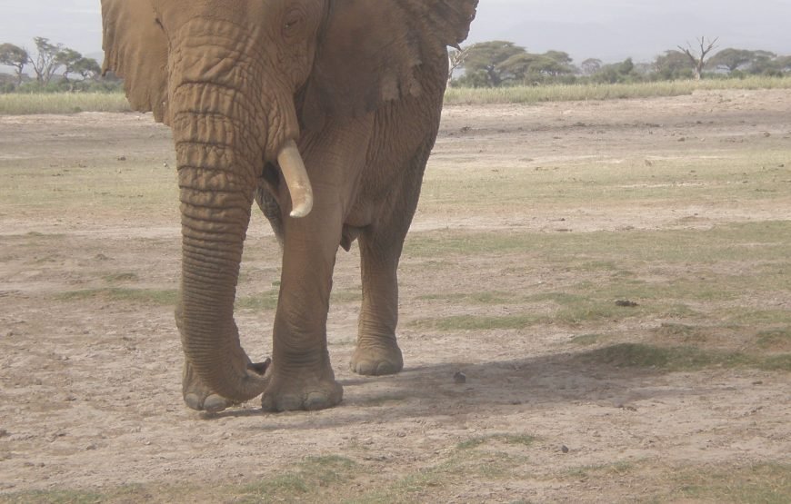 5 Days / 4 Nights Safari to Aberdare, Nakuru, and Amboseli from Nairobi