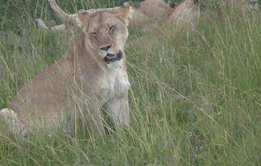4 Days / 3 Nights Lake Naivasha & Maasai Mara Safari from Nairobi