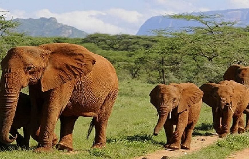 3 Days / 2 Nights Tsavo West Safari from Nairobi