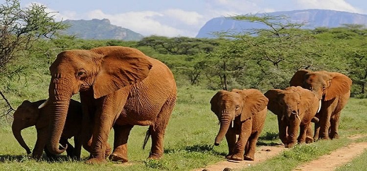 Day 3: Tsavo East to Nairobi