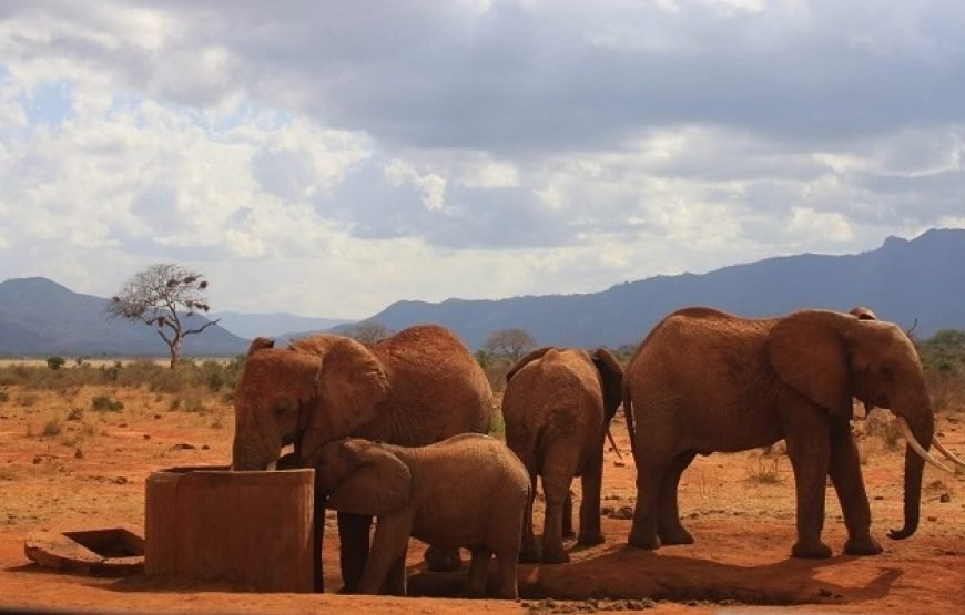 3 Days / 2 Nights Tsavo West Safari from Nairobi