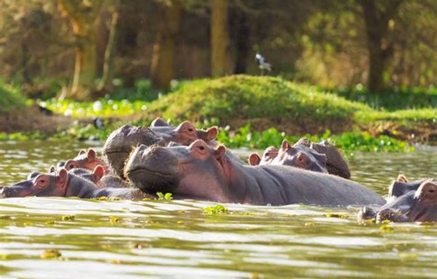 1 Night Safari to Lake Naivasha from Nairobi
