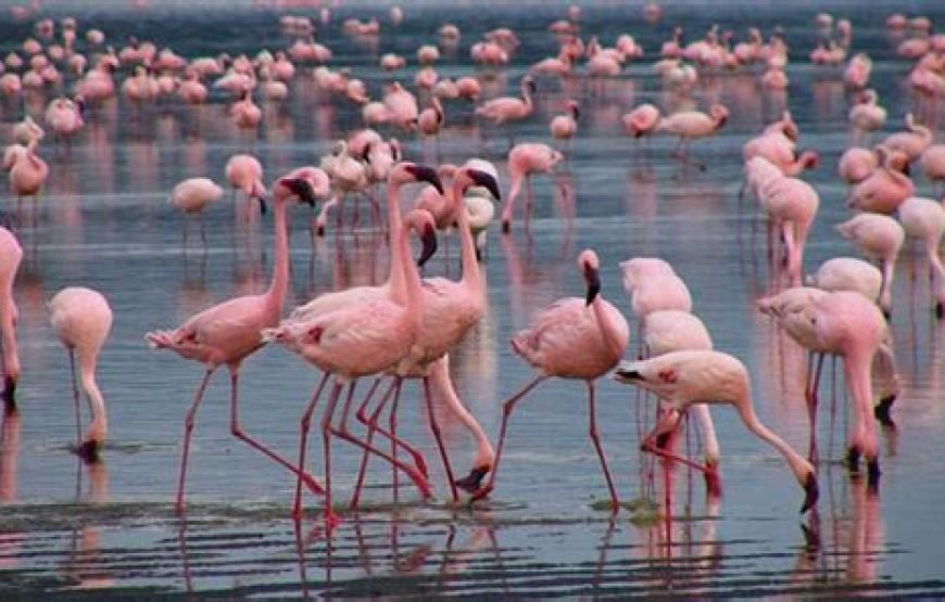 1 Night Safari to Lake Naivasha from Nairobi