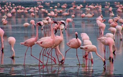 Day 2: Lake Naivasha to Nairobi