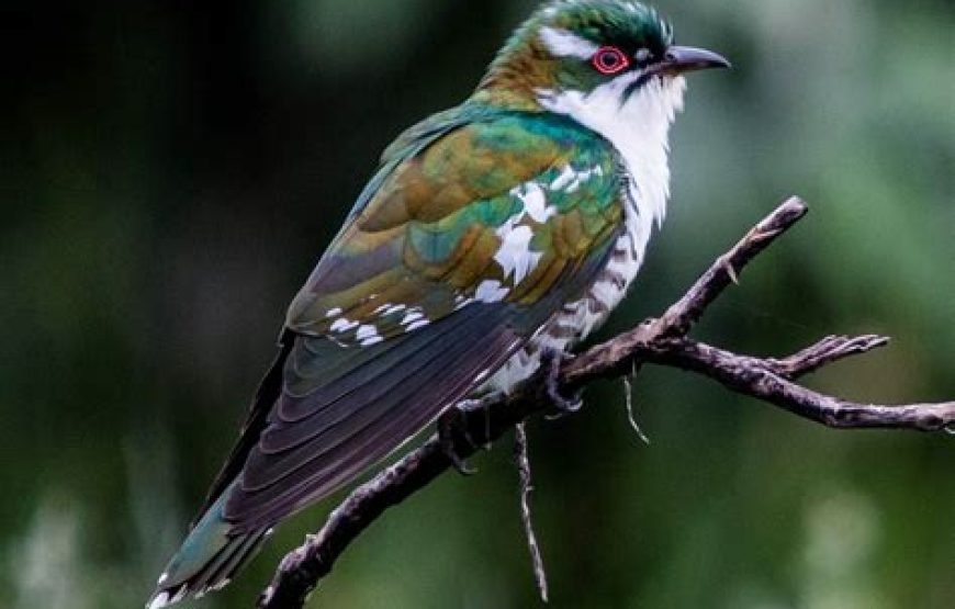 1 Night Safari to Lake Naivasha from Nairobi