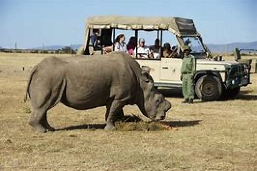 1 Night Safari to Ol Pejeta Conservancy