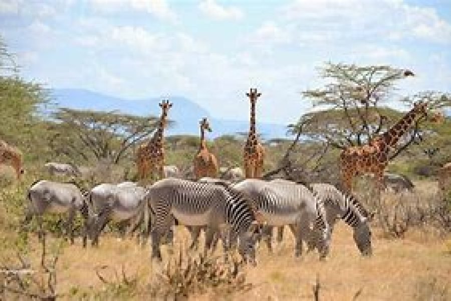 1 Night Safari to Meru National Park