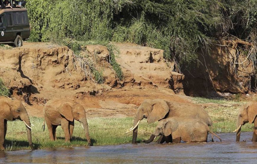 3 Days / 2 Nights Samburu Reserve Safari