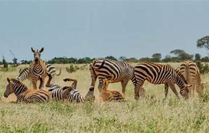 4 Days Safari from Mombasa to Tsavo West, Amboseli and Taita Hills