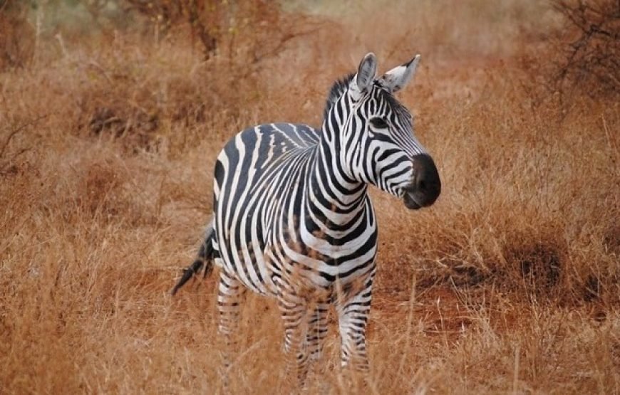 4 Days / 3 Nights Tsavo East and Amboseli Safaris from Nairobi