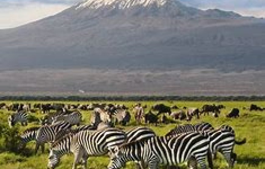 Day Safari from Mombasa to Tsavo East and Amboseli, ending in Nairobi