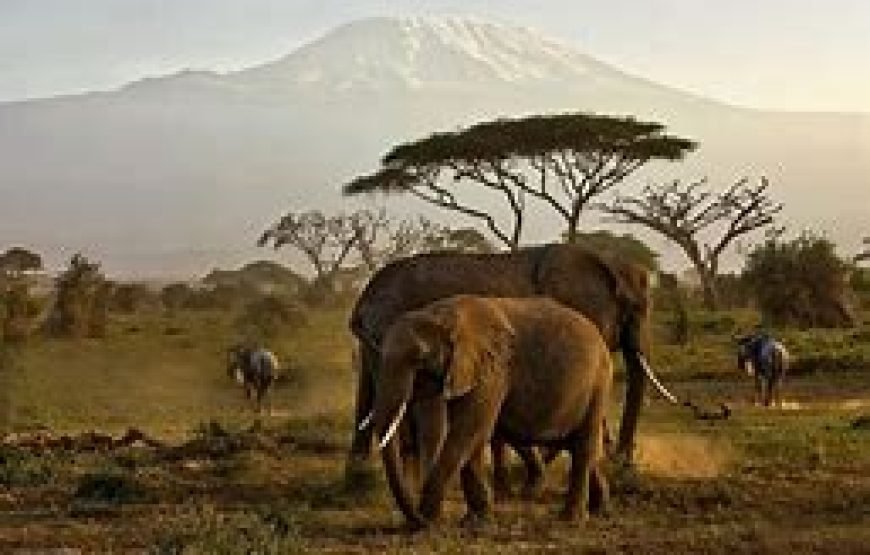 Day Safari from Mombasa to Tsavo East and Amboseli, ending in Nairobi