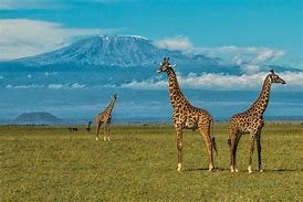 Day 2: Tsavo West to Amboseli National Park