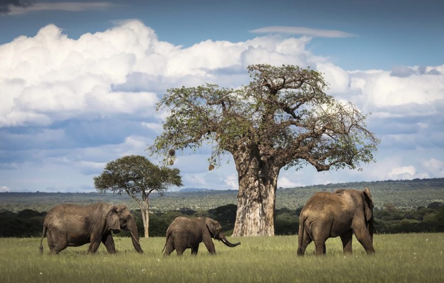 Tarangire National Park Day Trip