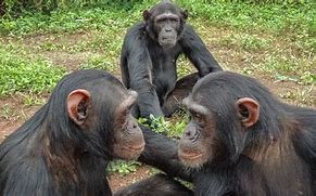 Day 2: Chimpanzee Tracking & Return to Kampala