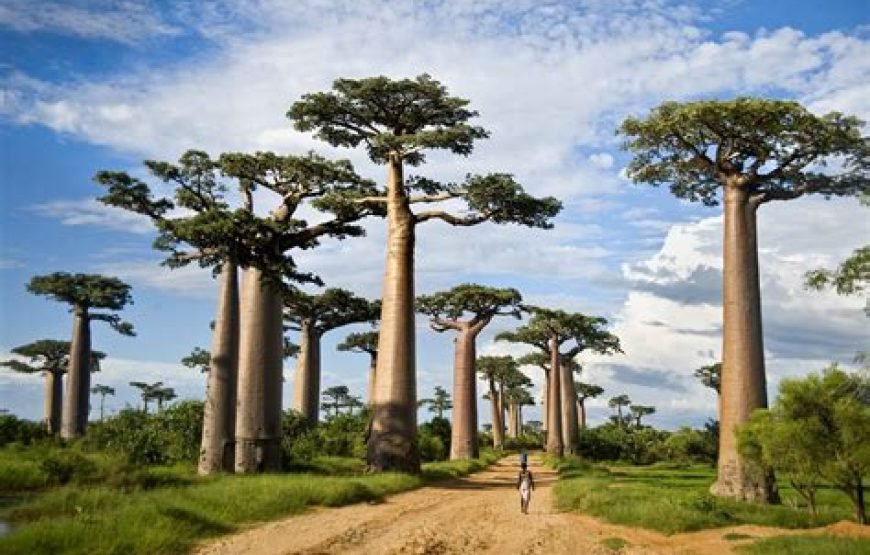 1 Night/2 Days Tarangire National Park Safari